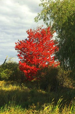 Canard Pond trees.jpg