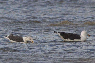 LBB and GBB gull, New Minas