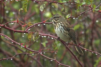 Wet Song sparrow, Pt.Williams