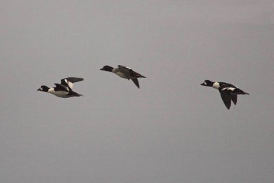 Barrows and Common Goldeneye, Pt.Wms