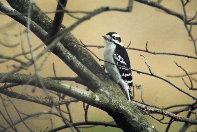 Downy woodpecker, Kentville