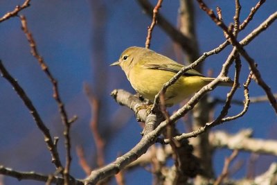 Orange-crowned warbler, Halifax