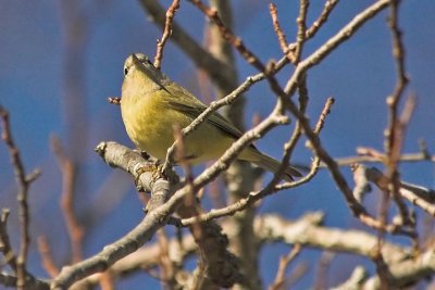 O-C.Warbler 2