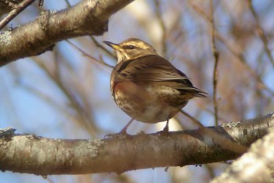 Redwing