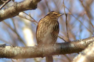 Redwing