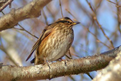 Redwing