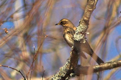 Redwing