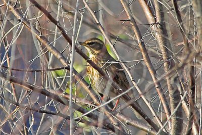 Redwing