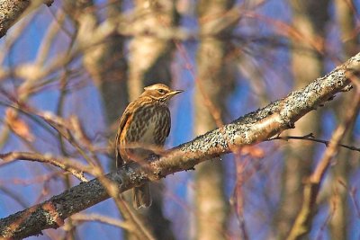 Redwing