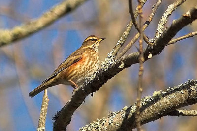 Redwing