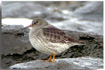 Purple Sandpiper, Pt.George