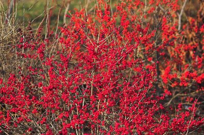Canada Holly