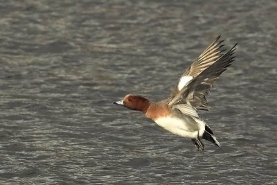 Eur. Wigeon