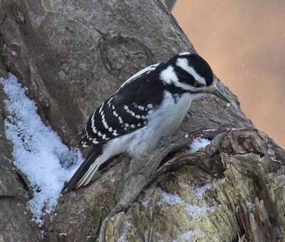 F.Hairy Woodpecker