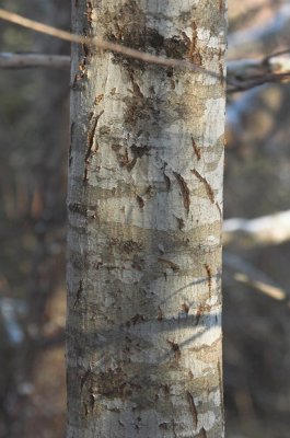 Black Bear claw marks