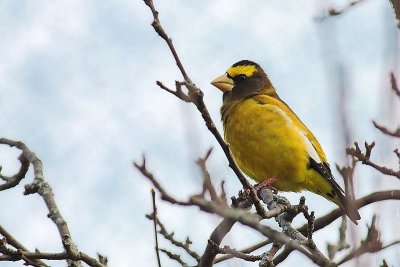 Evening Grosbeak, W.Hants CBC