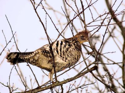 Ruffed Grouse, W.Hants CBC