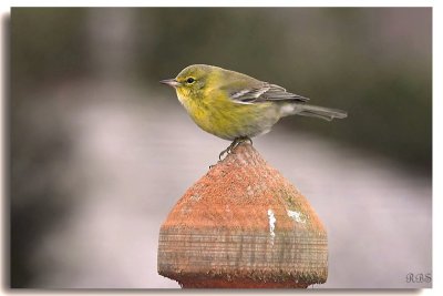 A Commanding View -- Pine Warbler at home
