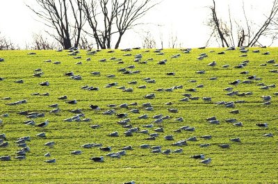 Gulls in a Field.jpg