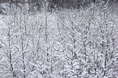 Snowy trees New Minas.jpg