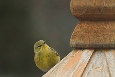 Whats up there? - Pine Warbler at home.jpg
