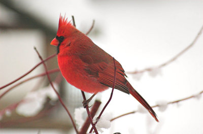 M.N.Cardinal at home