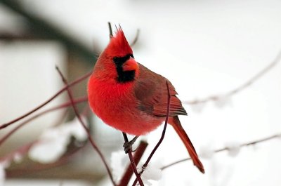 8. Tanagers through Finches