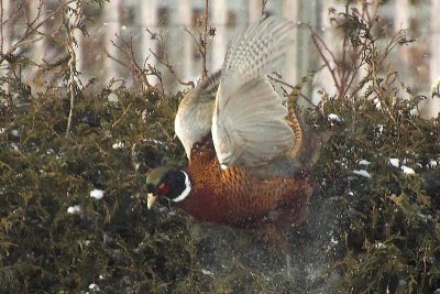 Pheasant take-off in a cloud of snow