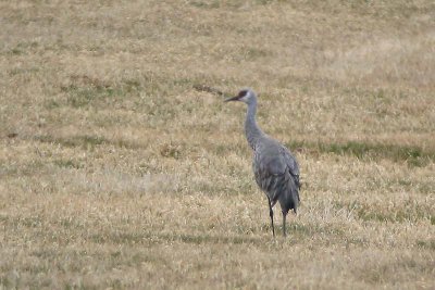 Sandhill Crane, Lunenburg Co. (digiscoped)