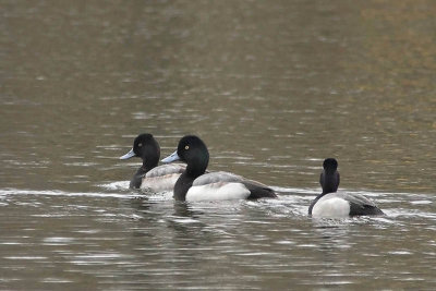 2 Lesser and 1 ? Gr. Scaup, Bissett Lake
