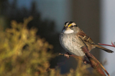 W-Th. Sparrow