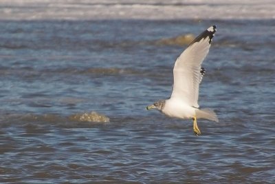 Ring-billed Gull