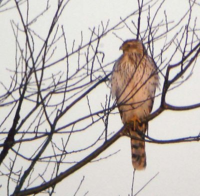 Juv. Cooper's Hawk, Middle Dyke Rd.