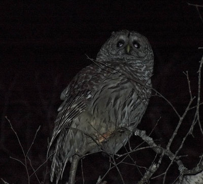 Barred Owl at night, Wolfville