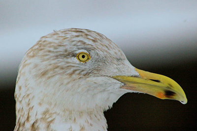 Herring Gull portrait