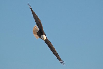 Bald Eagle 6