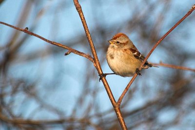 Am. Tree Sparrow