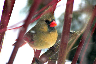 F.Cardinal, our yard