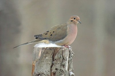 Mourning Dove, our yard