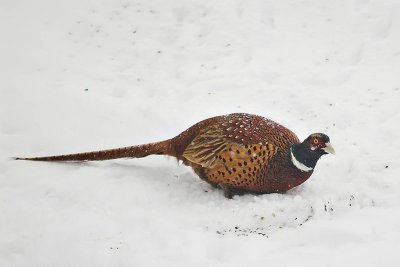 R-N Pheasant, our yard