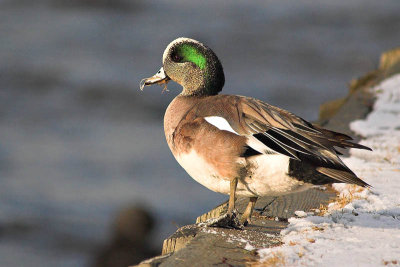 Am.Wigeon, Dartmouth