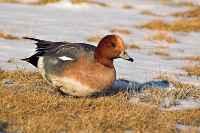 Eur. Wigeon, Dartmouth