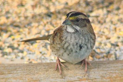 Wh-thr. Sparrow, our yard