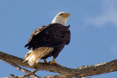 Bald Eagle, Middle Dyke
