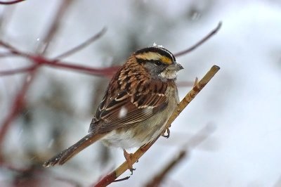 White-thr. sparrow