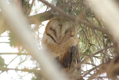 DSC_8148-barnowl.jpg