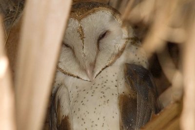 DSC_8424-barn owl.jpg