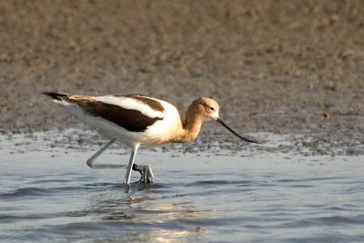 DSC_8703-avocet.jpg