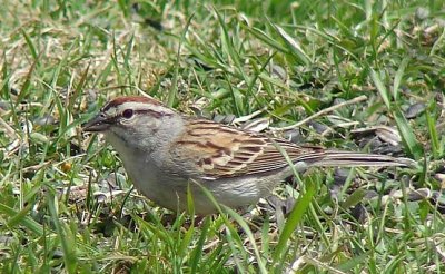 Chipping Sparrow