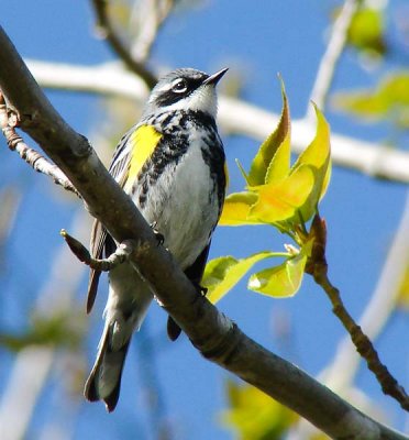 Y-R Warbler